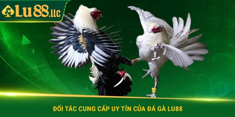 Đối tác cung cấp uy tín của đá gà lu88
